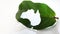 Stencil style silhouette cut out of the map of Australia within a bright green leaf