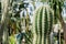 Stenocereus Cactus