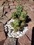 stenocereus cactus in a garden