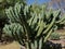 stenocereus cactus in a mexican garden