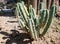 stenocereus cactus in a mexican garden