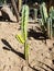 stenocereus cactus in a mexican garden