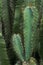 Stenocereus pruinosus, cactus, succulent, nature, vertical