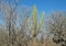 Stenocereus thurberi, the organ pipe cactus, in the desert of Cabo San Lucas.