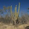 Stenocereus thurberi, the organ pipe cactus, in the desert of Cabo San Lucas.