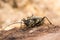 Stenocorus meridianus longhorn beetle preening