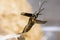 Stenocorus meridianus longhorn beetle taking flight