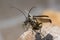 Stenocorus meridianus longhorn beetle with wings open taking flight