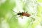 Stenocorus meridianus Variable Longhorn Beetle