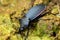 A step Coleoptera
