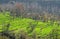 Step farming in district of Kangra, himachal prad