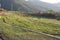 Step farming of wheat in Hilly state Himachal in India