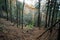 Step foot path through forest in autumn