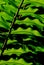 Step green leaf of fern