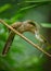 Step mother of Common Tailorbird feeding insect to the young Plaintive Cuckoo