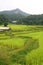 Step paddy field, Thailand