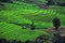 Step rice field