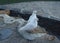 Stepantsminda Gergeti Church White Pigeon Pair