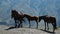 Stepantsminda village, Georgia country. Brown free horses walk and stand on the observation deck on a sunny summer day