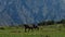 Stepantsminda village, Georgia country. A herd of brown free horses is walking and grazing in a field on a sunny summer