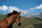 Stepantsminda village, Kazbegi. Trip to Georgia. Beautiful free mountain horse, close-up portrait. A brown colt with