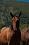 Stepantsminda village, Kazbegi. Trip to Georgia. Beautiful free mountain horse, close-up portrait. A brown stallion with