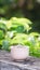 Stephania erecta, Nice little plant on white pot