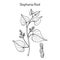 Stephania tetrandra, medicinal plant