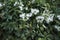 Stephanotis floribunda climber in bloom