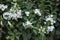Stephanotis floribunda climber plant in bloom