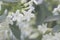 Stephanotis floribunda jasminoides Madagascar jasmine