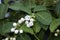 Stephanotis floribunda white fragrant flowers