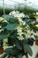 Stephanotis plant or Madagascar jasmine, cultivated as decorative or ornamental flower, popular element in wedding bouquets, grow