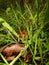 Stephens Island weta or Cook Strait giant weta on Maud Island. Endemic to New Zealand