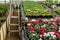 Stepladder in a greenhouse among flowers. Stepladder. Garden staircase. Small business. Spring flowers.