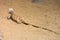Steppe agama (Trapelus sanguinolentus) in the sand