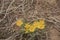 Steppe Agoseris Agoseris parviflora Mountain Dandelion or False Dandelion
