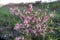 Steppe almond blossom in spring