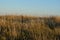 Steppe in autumn. Herbal meadow at sunset. Beautiful landscape