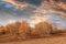 Steppe with birch treess autumn sunset with dramatic clouds, Inner Mongolia, China