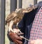 Steppe bird predator hawk on hand