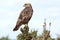 Steppe Buzzard Bird of Prey