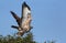 Steppe Buzzard Bird of Prey