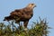 Steppe Buzzard Bird of Prey