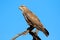 Steppe buzzard on a branch