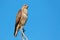 Steppe buzzard on a branch