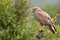 Steppe buzzard (Buteo vulpinus)