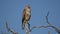 Steppe buzzard in a tree