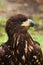 Steppe eagle