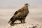 Steppe eagle